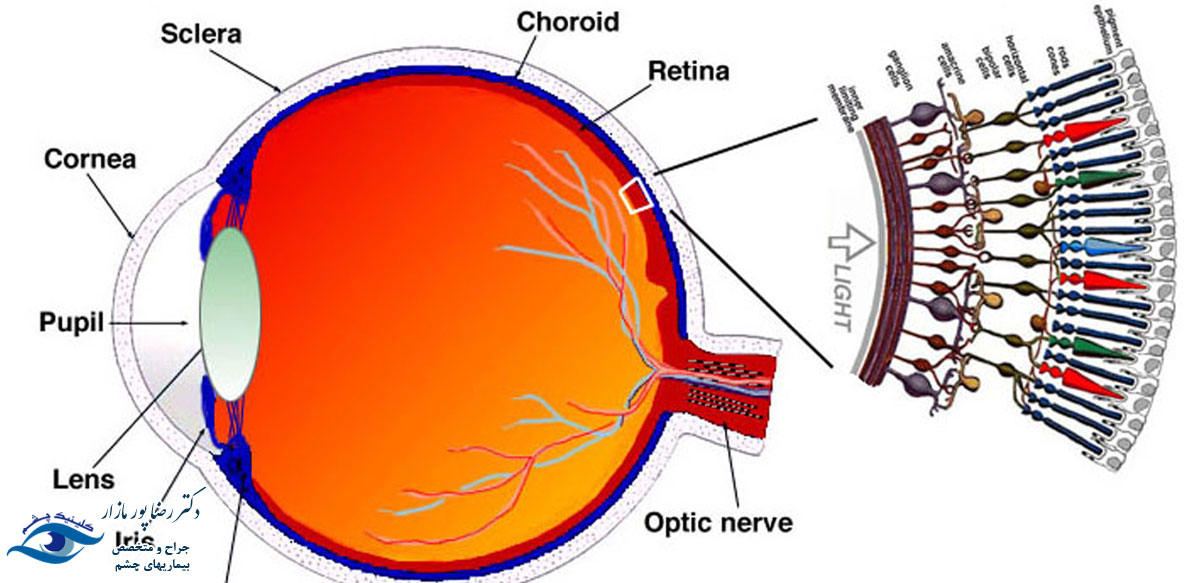 آناتومی سیستم بینایی